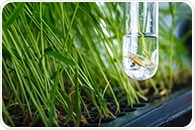 Sustainability Claims in Agricultural Genomics Often Lack Clear Definitions