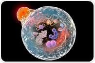 Autophagy: A Double-Edged Sword in Cancer and Protein Conformational Disorders