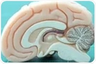 Study reveals how acetaminophen may actually relieve pain