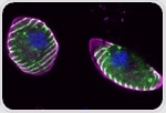 Trace the evolution of malaria parasite proteins