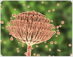 Aspergillosis: A growing global crisis