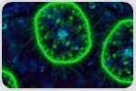 Ecological Dichotomy in Marine Bacteria During Starvation: Some Move to Find Nutrients, While Others Halt to Conserve Energy