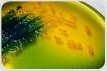 Chitin Facilitates Gene Transfer Across Species Through Natural Transformation Among Vibrio cholerae