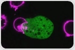 Unraveling How E. histolytica Kills Cells and Evades the Immune System