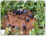 Flies on dairy farms act as hidden carriers of superbugs and zoonotic threats