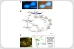 How LEM-3 Cleaves DNA Bridges During Cell Division Revealed