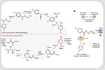 How a novel reaction in E. coli helps recycle plastic into paracetamol