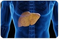 Depleting TM6SF2 in the Gut Worsens Liver Fat Buildup, Study Finds