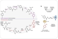 How a novel reaction in E. coli helps recycle plastic into paracetamol