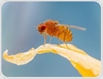 Fruit Fly Study Uncovers Key Mechanisms Behind Collective Cell Migration