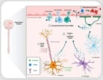 TSLP antibody tools for biopharmaceutical development