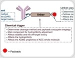 Using proteases to screen and validate ADC linker
