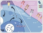 Exploring SEZ6-ADC drug development tools