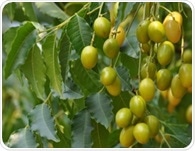 Neem - Evidence-based health Benefits