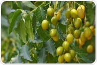 Neem - Evidence-Based Health Benefits