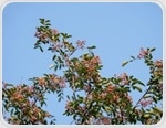 Natural Deep Eutectic Solvents Enhance Yield and Antibacterial Activity of Zanthoxylum bungeanum