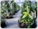 Climate Change Threatens Wild Vanilla Crops and Their Pollinators Due to Range Mismatch