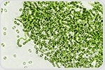 Genetically Similar Bacteria Show Unexpected Diversity in Shape and Behavior