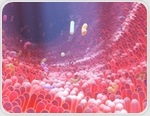 Gut pathogens override chemical repulsion and invade