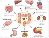 Can one drug do it all? Reviewing the expanding clinical universe of GLP-1 agonists