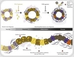 Liver Organoids for Advancing Disease Research