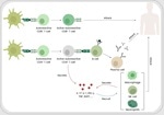 How targeted therapies are reshaping autoimmune disease treatment