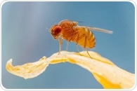 Fruit Fly Study Uncovers Key Mechanisms Behind Collective Cell Migration