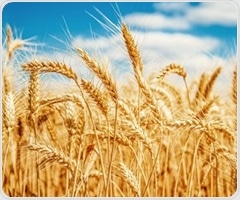 Gluten may not be the culprit for many people with irritable bowel syndrome