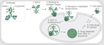 Antibody-drug conjugates beyond oncology