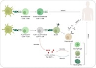 How targeted therapies are reshaping autoimmune disease treatment