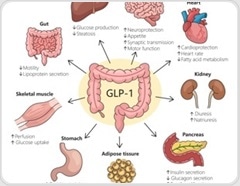 Can one drug do it all? Reviewing the expanding clinical universe of GLP-1 agonists