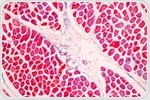 Computational biology unlocks rules of tissue self-organization