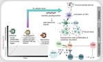 The role of cytokines in autoimmune disease progression and therapy