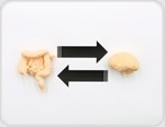 Probiotic bacteria found to reshape cell behavior in vitro