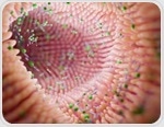 Gut mycobiota could help predict disability in multiple sclerosis