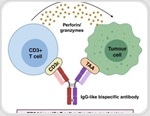 Multispecific antibodies for cancer therapy