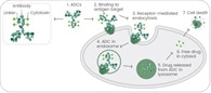 Antibody-drug conjugates beyond oncology