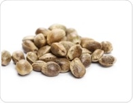 Hemp seeds: The surprisingly complete protein hiding in plain sight