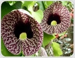 Nigerian botanicals restore hormonal balance and fight menstrual pain in preclinical study