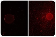 Unraveling the Genetic Basis of Biosurfactant Production in an Oil-Degrading Bacterium