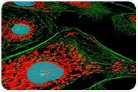 SNAP-tag2 System Improves Protein Imaging with Faster, Brighter Labeling