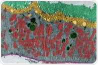 What Is Spatial Transcriptomics?