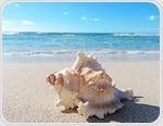 Conch shell blowing lowers apnea events during REM sleep