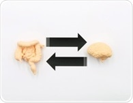 Probiotic bacteria found to reshape cell behavior in vitro
