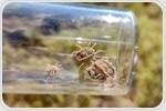 AgriLife Research Scientist Helps Crack Genome of a Soft Tick