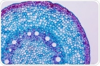 New Research Reveals Cell Mechanisms with Nanotopography
