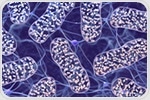 Mitochondria depletion in stem cells offers insights into cellular energy and evolution