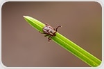 Bacteria Hijack Cellular Processes in Ticks to Survive and Spread