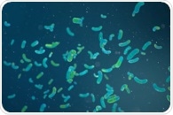 Reduced Graphene Oxide Biosensor Enables Ultra-Sensitive E. coli DNA Detection