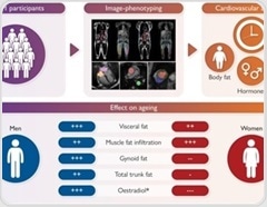 Fat location, not BMI, drives heart ageing risk in men and women